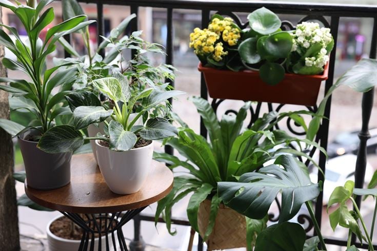 A beautiful apartment balcony garden, featuring plants of varying heights, colours and textures to create a tranquil space to relax