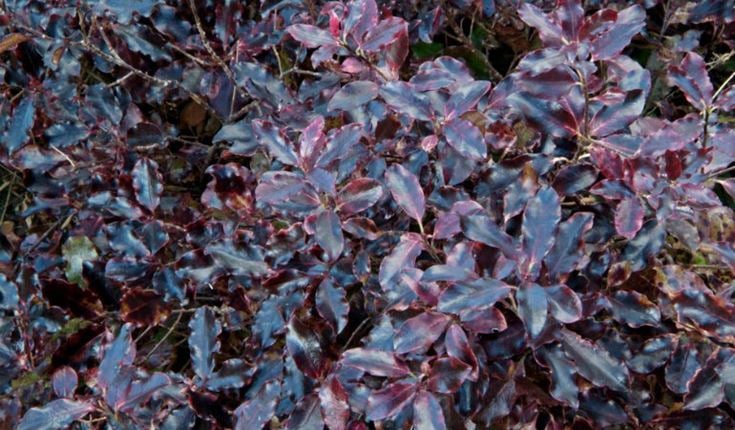 a group of leaves