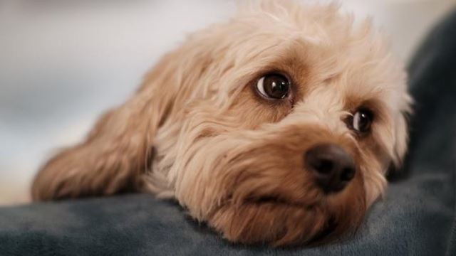 a dog lying on a couch