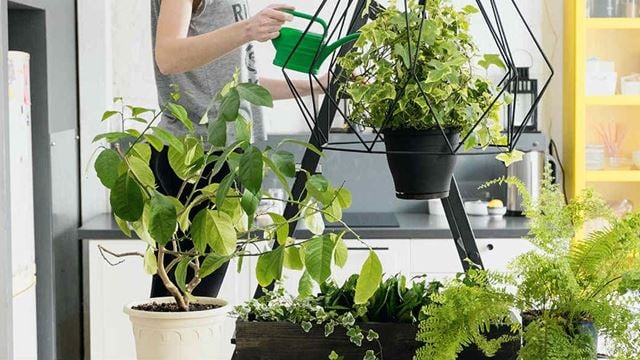 a person holding a plant