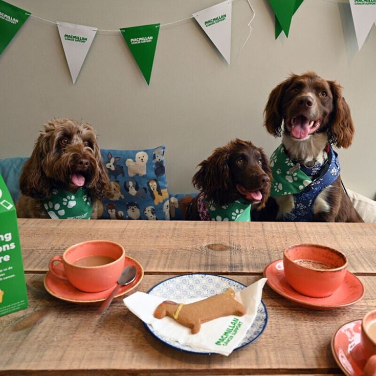 Three dogs wearing Macmillan Cancer Support neckerchiefs sit on a bench at a fundraising coffee morning.