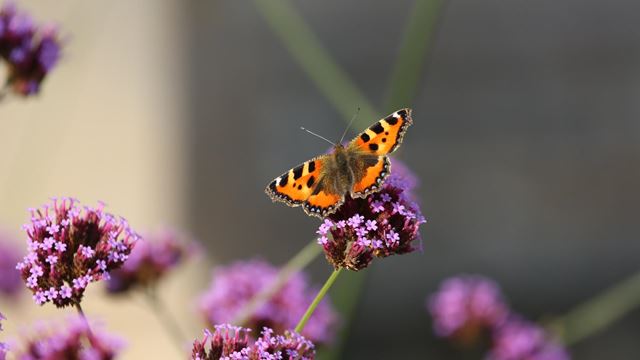 Butterfly on lavender