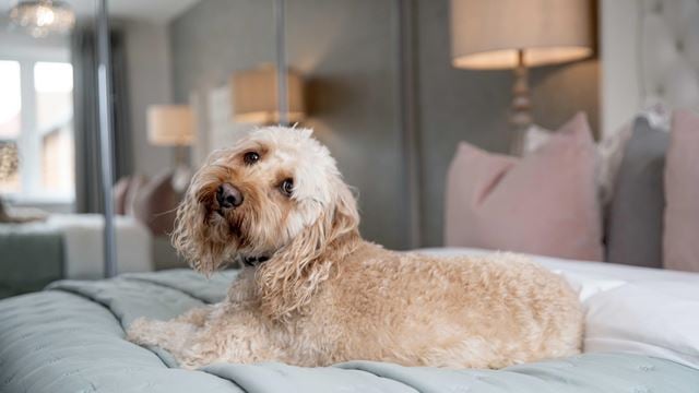 a dog sitting on a bed