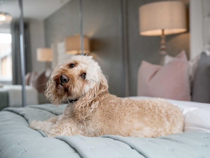 a dog sitting on a bed