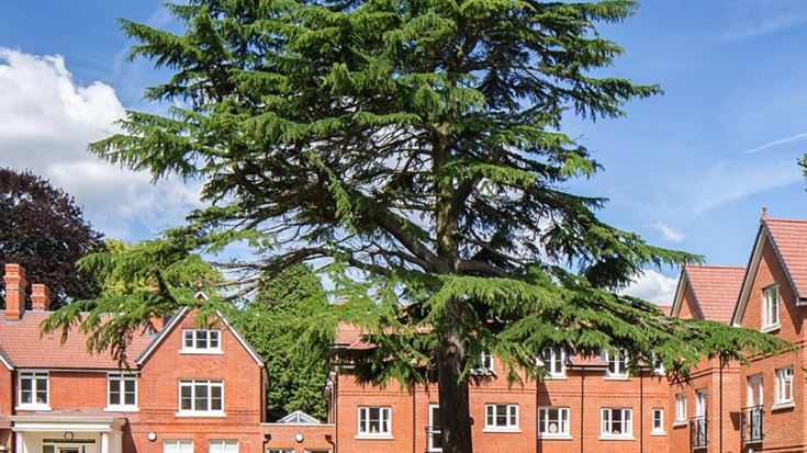A row of house with a large tree outside.
