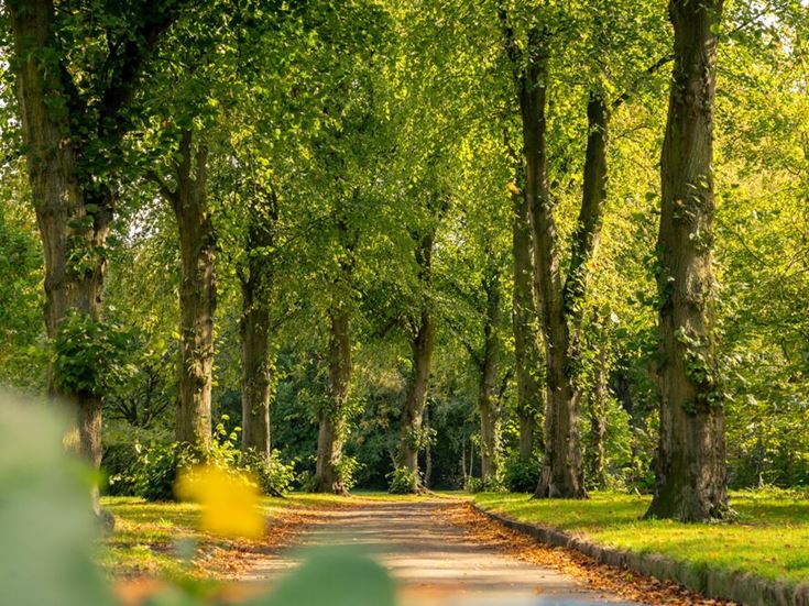 a road with trees on either side
