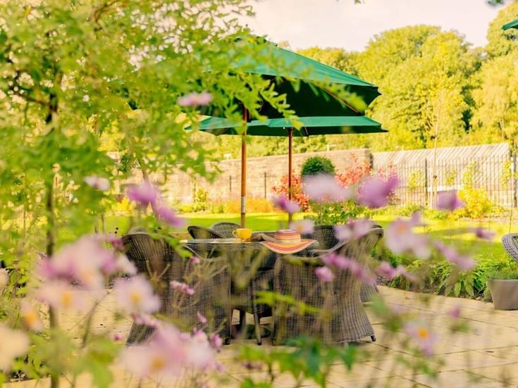 a garden with purple flowers