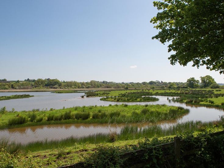 a small pond with plants and trees
