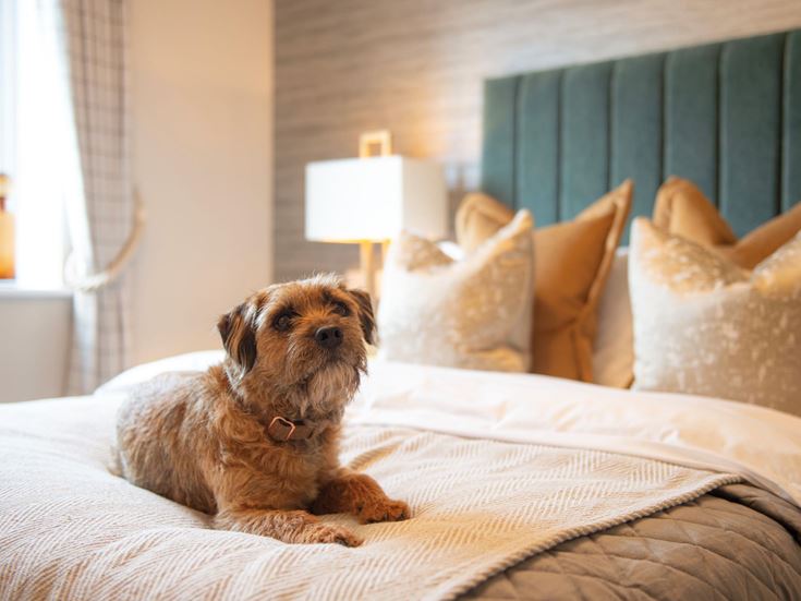 a dog sitting on a bed