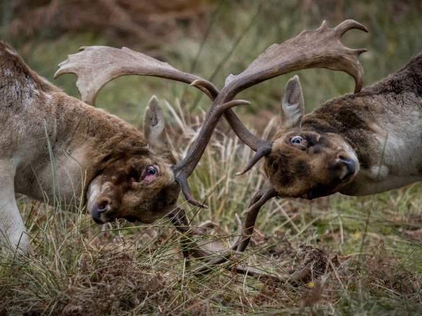 Bradgate Park Leicestershire