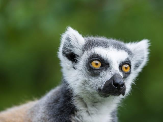 A lemur seen at Woodside Wildlife Park in Lincolnshire.