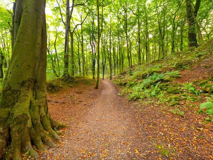 a dirt road in a forest