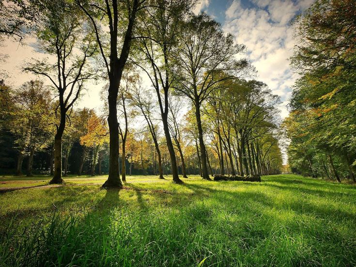 A line of trees in a woodland in Nottinghamshire.