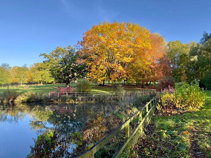 a river with trees around it