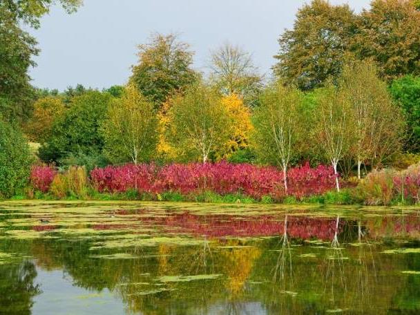 A green lake at RHS Garden Hyde Hall in Essex, surrounded by autumnal trees with yellow and red leaves.