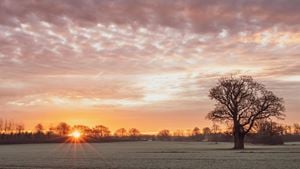 a tree in a field