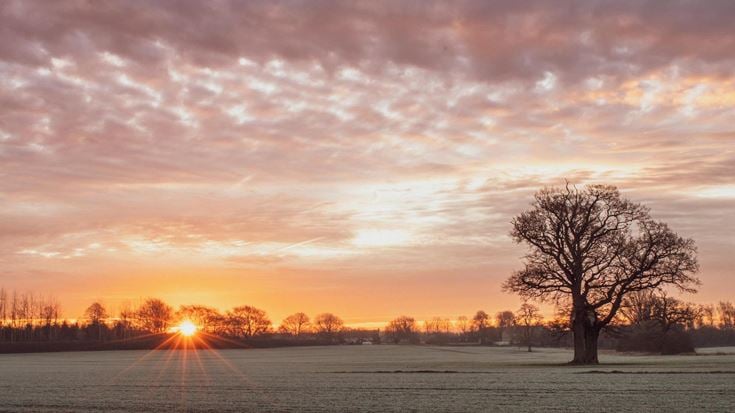 a tree in a field