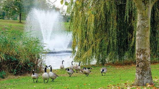 a group of geese in a park