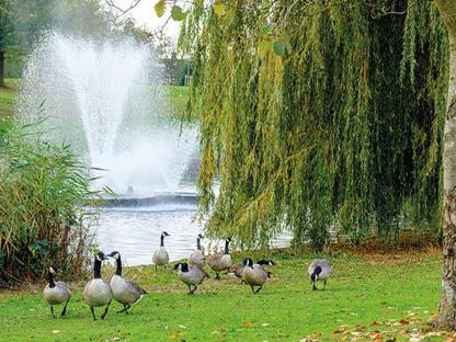 a group of geese in a park