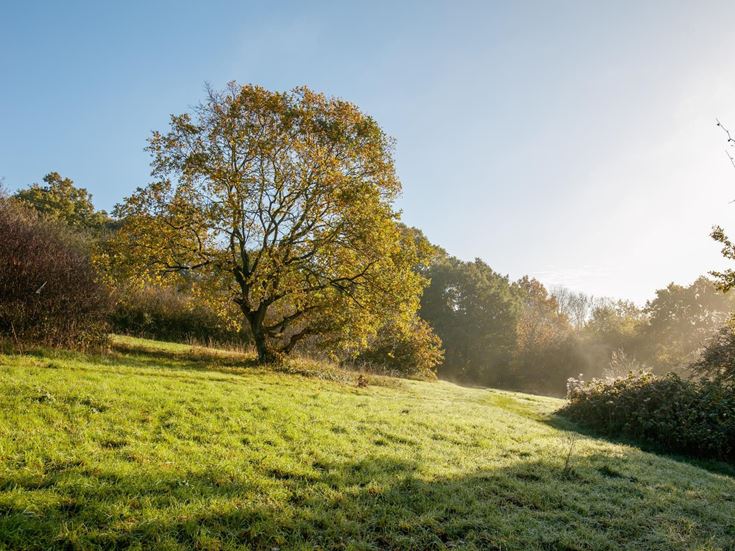 a grassy field with trees