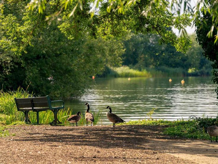 geese walking near a bench