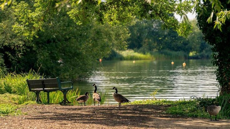 geese walking near a bench