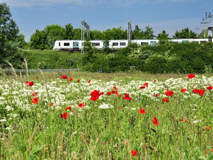 a field of flowers with a train in the background
