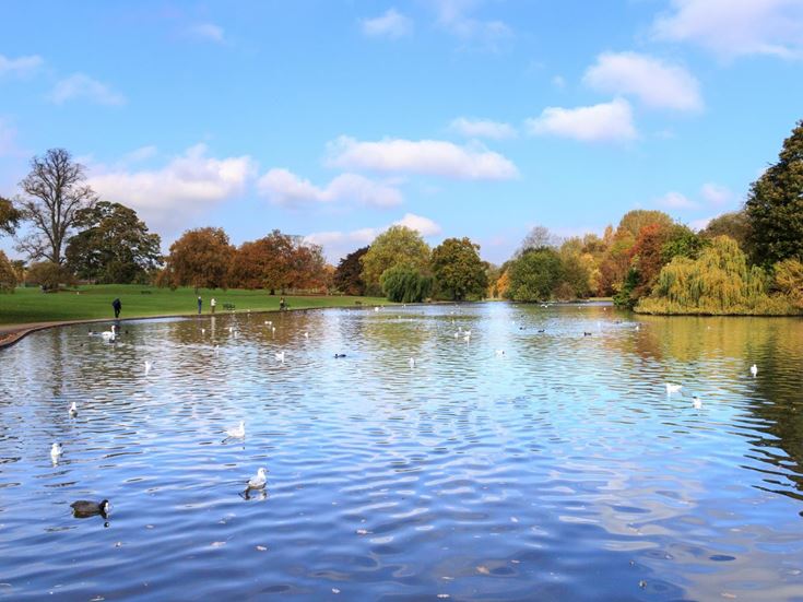 Gulls and swans on the lake at Verulamium Park, with people walking along a path.