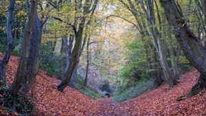Devil's Dyke, Wheathampstead Hertfordshire, photographed in autumn. The pathway through the trees is an ancient earthworks.