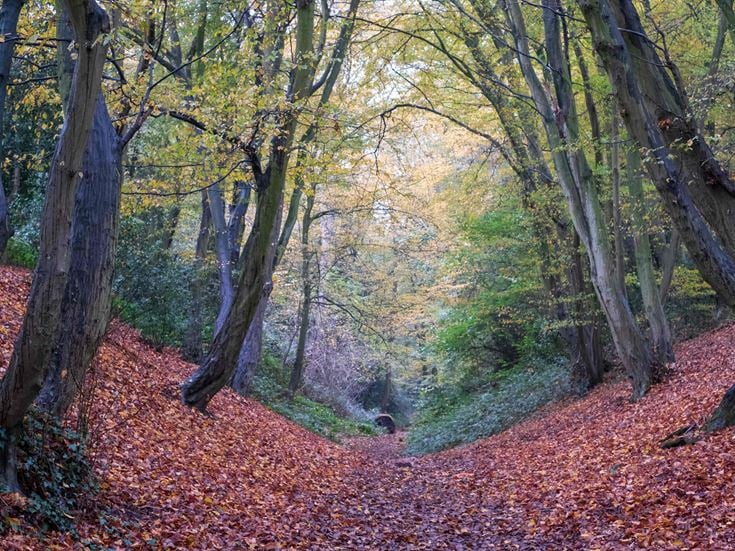 Devil's Dyke, Wheathampstead Hertfordshire, photographed in autumn. The pathway through the trees is an ancient earthworks.