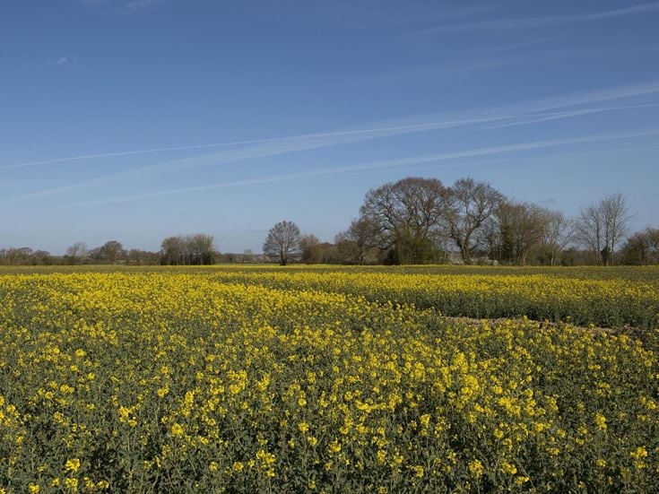 A field of yellow flowers in Harleston, Norfolk