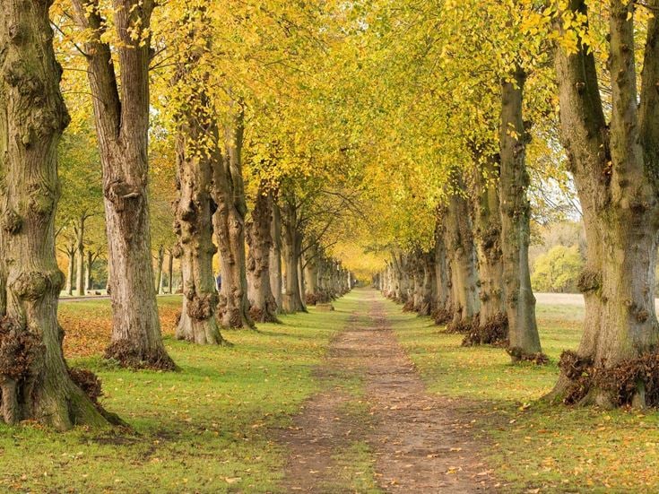 A row of tall trees line a wooded path in Oakwood.