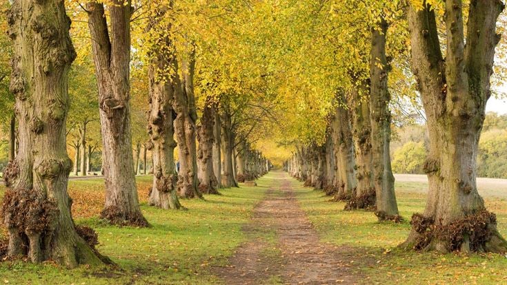 A row of tall trees line a wooded path in Oakwood.