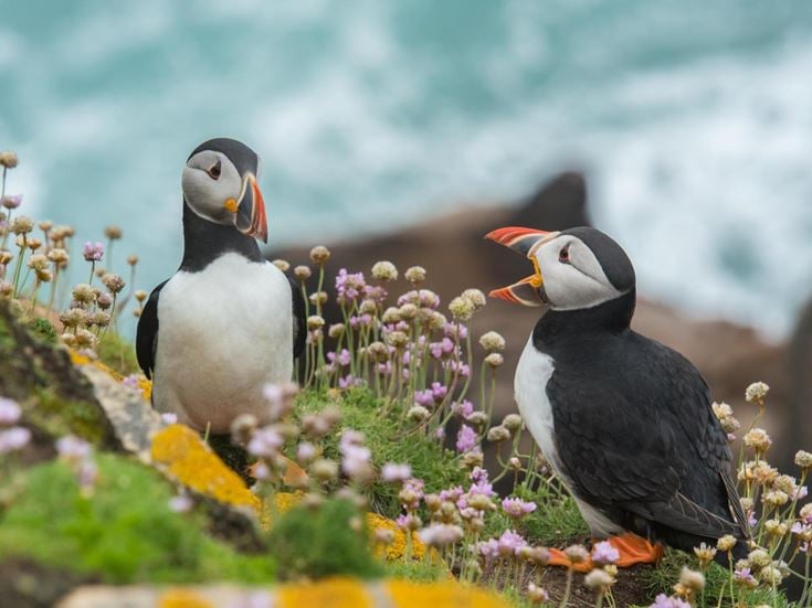Two puffins on rocks surrounded by sea and flowers.