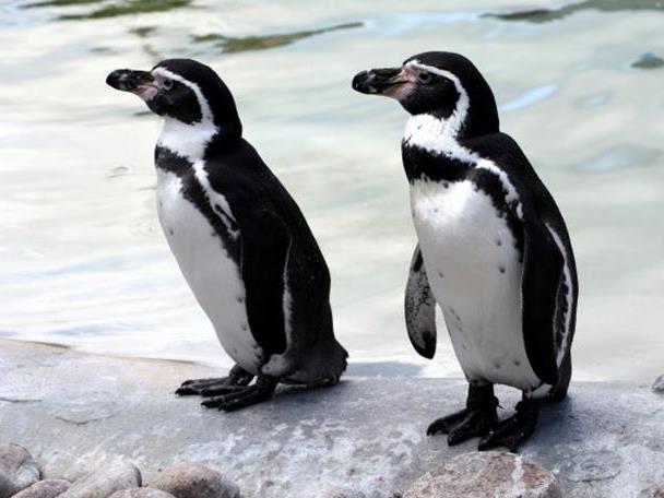 Two Humboldt penguins stand on the edge of water at Chester Zoo.