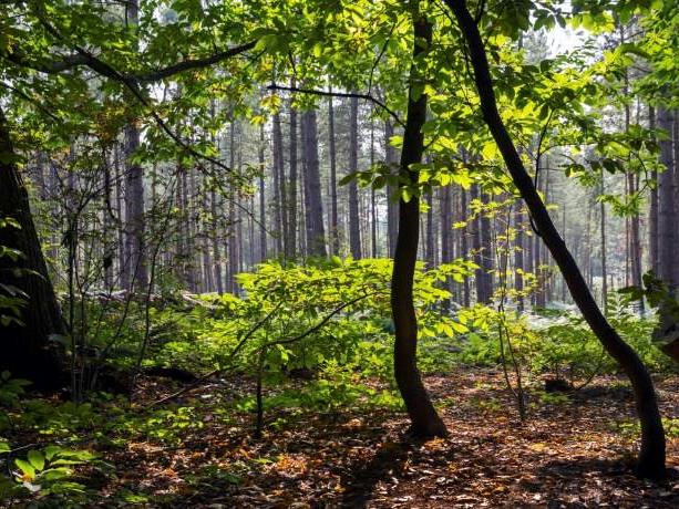 A green forest full of trees along a walking trail in Delamere Forest, Cheshire.