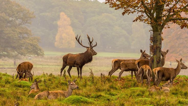 a group of deer in a field