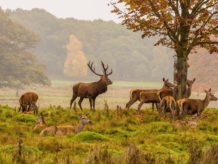 a group of deer in a field