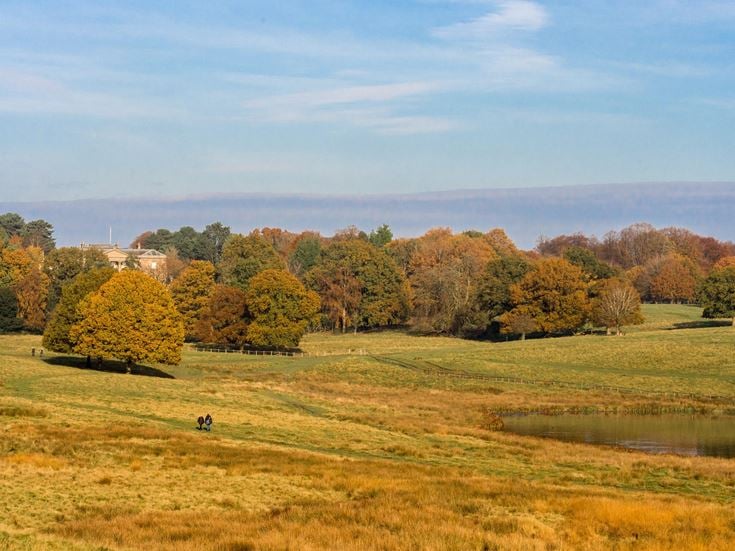 a field with trees and a body of water in the background