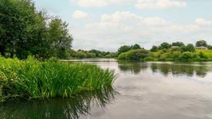 a body of water with grass and trees around it