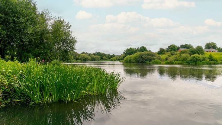a body of water with grass and trees around it