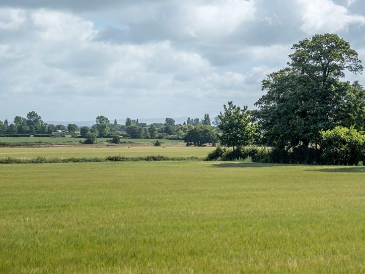 A farmers wheat field in Burscough, West Lancashire.