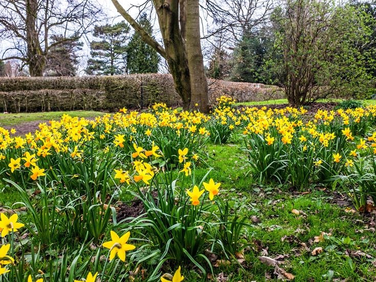 a field of yellow flowers