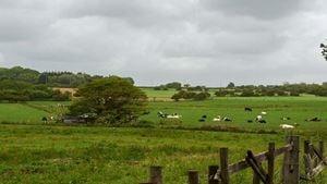 a field with cows grazing