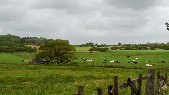 a field with cows grazing