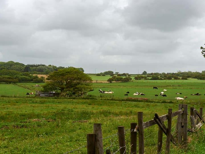 a herd of sheep in a field