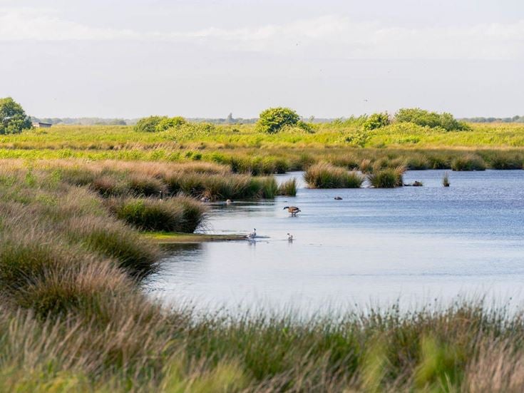 a body of water with grass and bushes around it