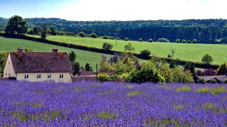 a house in a field of flowers