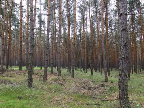 Tentsmuir Forest, Fife