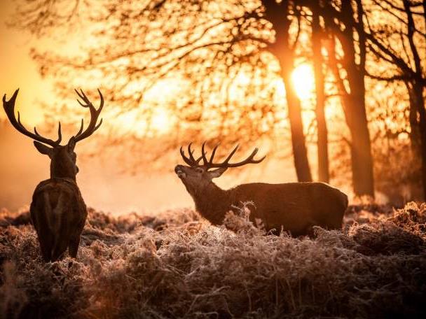 The Scottish Deer Centre, Fife